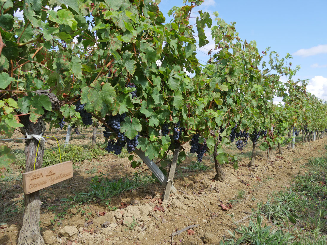 Виноградник на урожай